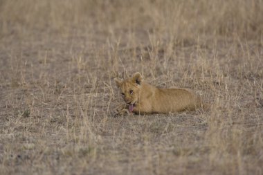 Aslan yavrusu, masai mara - kenya