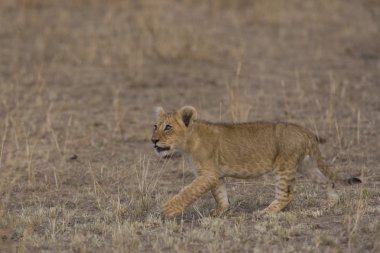 Aslan yavrusu masai mara - kenya yürür.