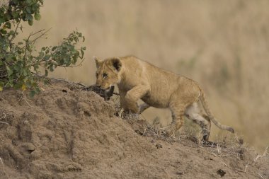 Aslan yavrusu masai mara - kenya yürür.