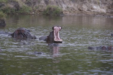 Hippo kapsülü arasında egemenlik görüntüler