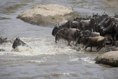 Nehre doğru göç üzerinde çalışan wildebeest