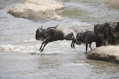 mara nehri geçerken antilop sürüsü