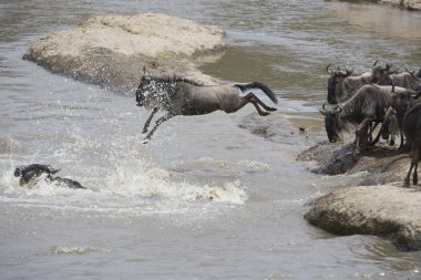 mara nehri geçerken antilop sürüsü