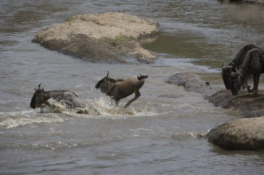 mara nehri geçerken antilop sürüsü