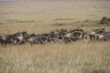 mara Nehri doğru çalışan antilop sürüsü