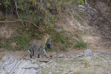 dişi leopar taşıyan bir çok genç yavrusu