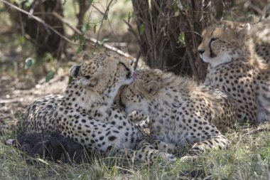 masai mara Cheetah ailesi