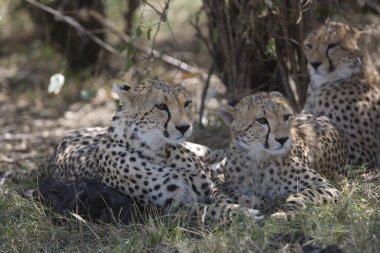 masai mara Cheetah ailesi