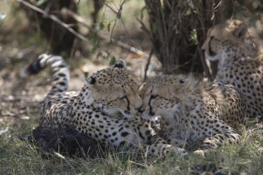 masai mara Cheetah ailesi