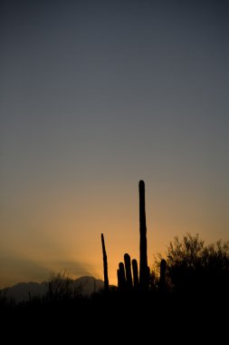 gün batımında Tucson arizona peyzaj