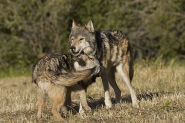 Wolves display bonding rituals clipart