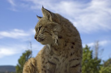 Bobcat in Montana clipart