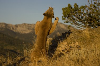 Cougar jumps up onto rocks in pursuit clipart