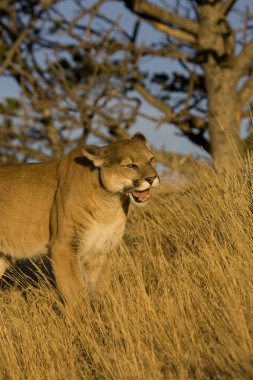 Dağ aslanı, Puma Montana