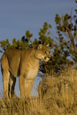 Mountain Lion stands aside a hillside edge clipart