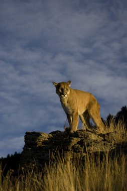 Dağ aslanı, Puma Montana
