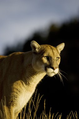 Mountain Lion walks down a hillside clipart