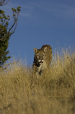 Cougar walks through the long grass clipart