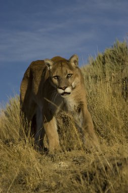 Puma uzun çimlerde yürüyor