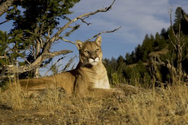 Mountain Lion sits on a rocky outcrop clipart