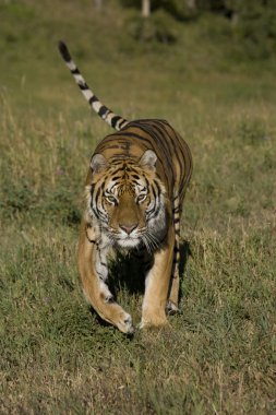 Siberian Tiger running clipart