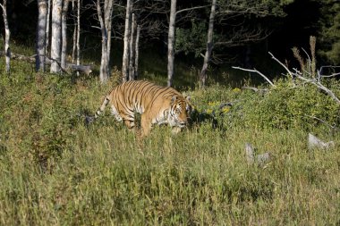 Sibirya kaplanı woodlands ortaya çıkıyor.