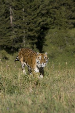 Siberian Tiger running at the edge of the woods clipart