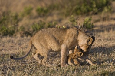 dişi aslan ve yavrusunu masai mara - kenya içinde