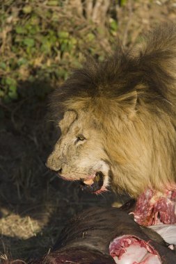 erkek aslan masai mara da manda beslenir