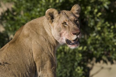 masai mara batımında lionesses yaklaşımlar