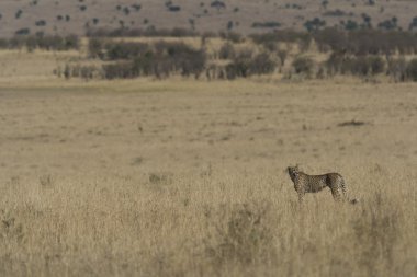 dişi çita Av modunda otlaklar anketler