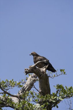 masai mara bir ağacın içinde sarımsı kahverengi kartal