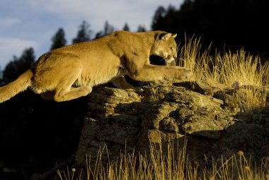 MOUNTAIN LION, COUGAR IN MONTANA clipart