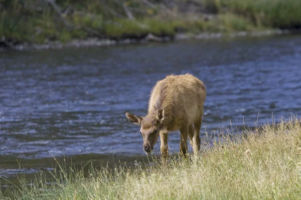 Elk grazes beside a river in Montana — Stock Photo, Image