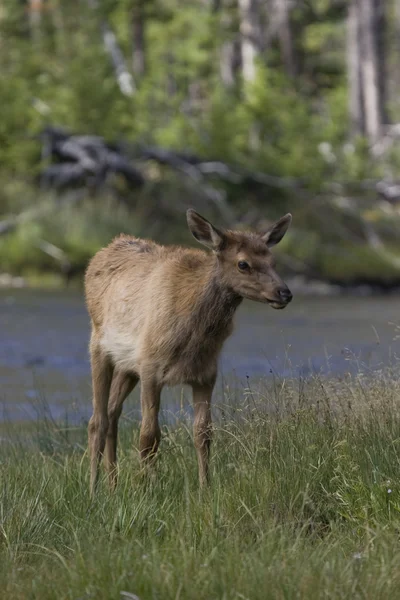 Elk roza junto a un río en Montana —  Fotos de Stock