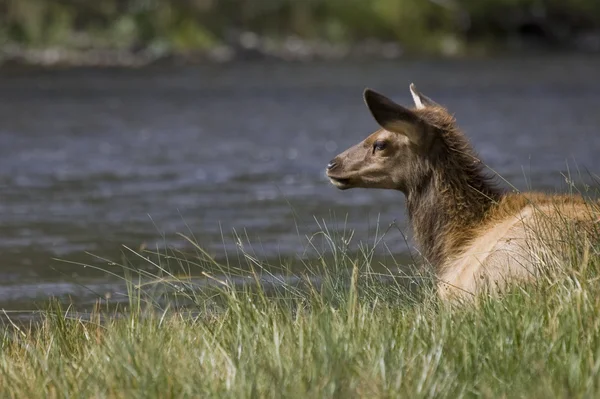 Лоси пасутся у реки в Монтане — стоковое фото