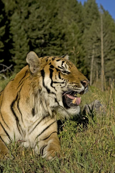 Tigre siberiano descansa — Fotografia de Stock