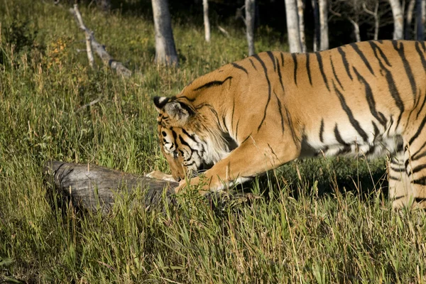 Сибирский тигр отмечает свою территорию — стоковое фото
