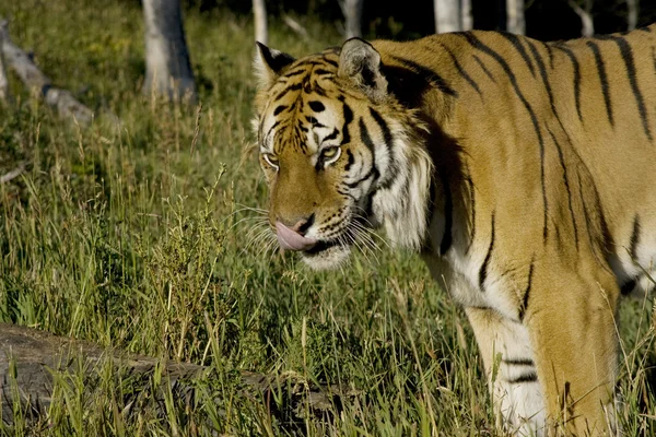 Tygrys syberyjski w ruchu — Zdjęcie stockowe