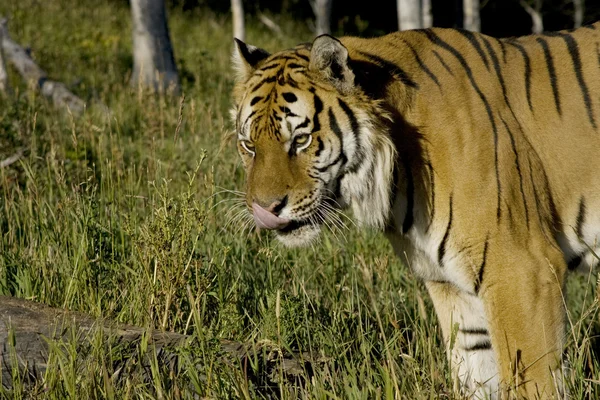 Siberian Tiger on the move — Stock Photo, Image