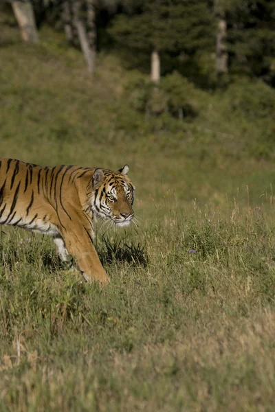 Siberian Tiger in pursuit — Stock Photo, Image