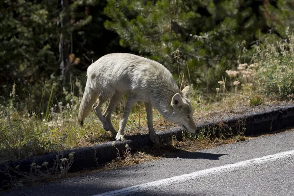 Kojot biegnie wzdłuż autostrady w yellowstone — Zdjęcie stockowe