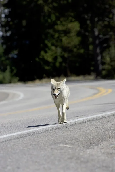 Coyote på väg i yellowstone — Stockfoto