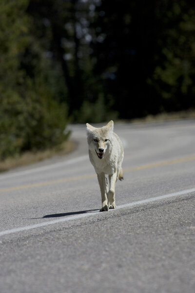 Coyote runs along a highway in Yellowstone