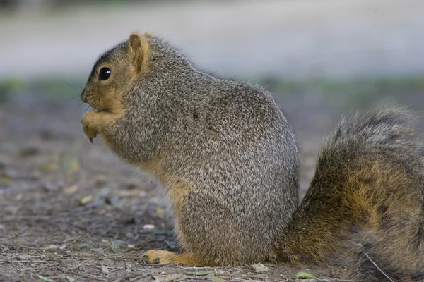 stock image Californian Ground Squirrel Feeding