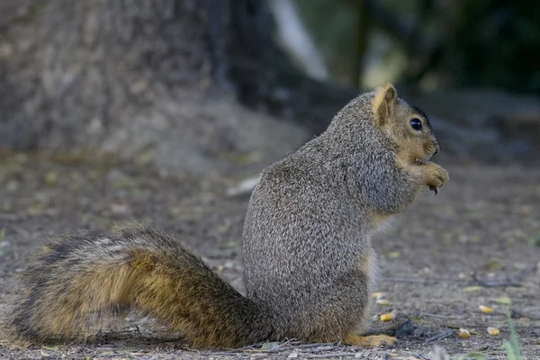 stock image Californian Ground Squirrel Feeding