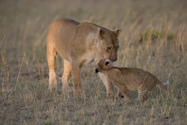 Dişi aslan ve yavrusu, masai mara - kenya — Stok fotoğraf