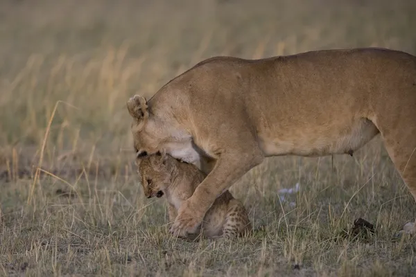 Lioness bites her cub in the Masai Mara - Kenya — Stock Photo, Image