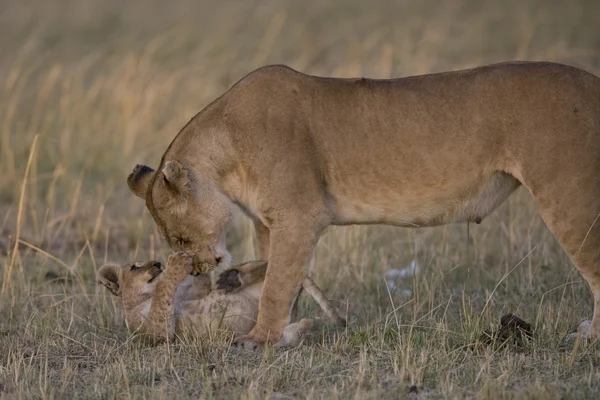 Löwin und Jungtier in der Masai Mara - Kenia — Stockfoto