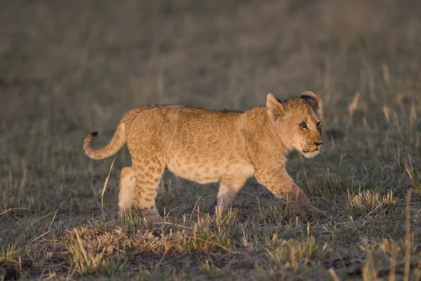 Lion cub walks across the Masai Mara - Kenya — Stock Photo, Image